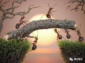 蚂蚁的梦想,追寻绿色家园的绿色足迹